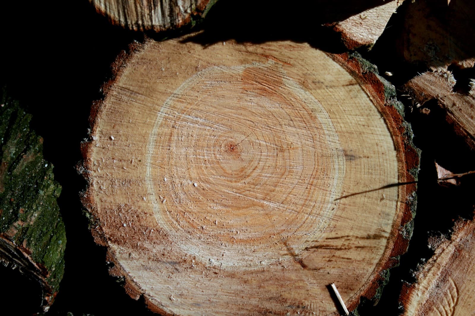 Cross-section of a willow trunk showing concentric annual growth rings.